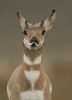 pronghorn